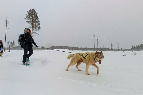 Cani-raquette dans la forêt