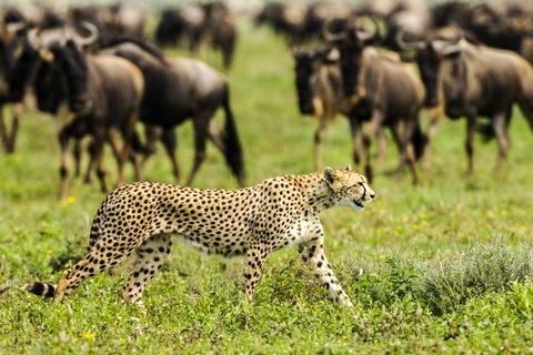 Serengeti (Région de Ndutu, Seronera ou nord)