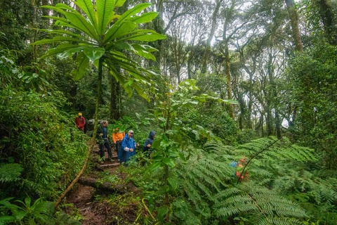 Mweka camp - Mweka gate – Moshi