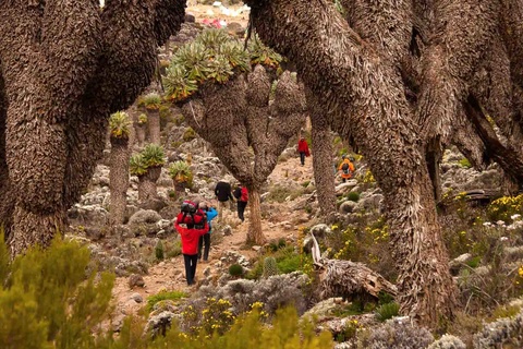 Moir Hut - Col de Lava Tower (4600m) - Barranco camp (3950m)