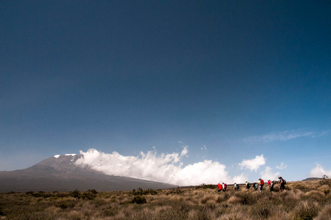 Mti Mkumbwa camp - Shira 1 camp (3500m)