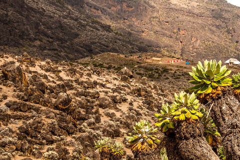 Shira 3840 m - Lava Tower  - Barranco 3950 m