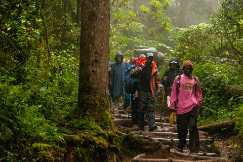 Mweka Camp 3100 m - Moshi ou Arusha