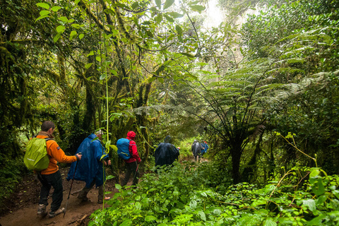 Mweka Camp 3100 m - Moshi ou Arusha