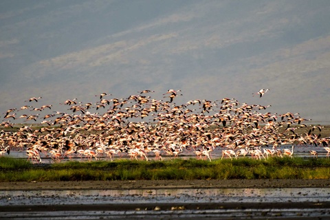 Serengeti - Lac Natron