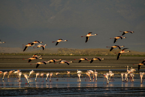 Lac Natron - Lac Manyara