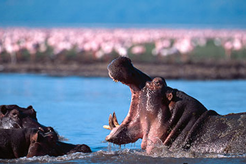 Arusha - Parc de Manyara - Karatu