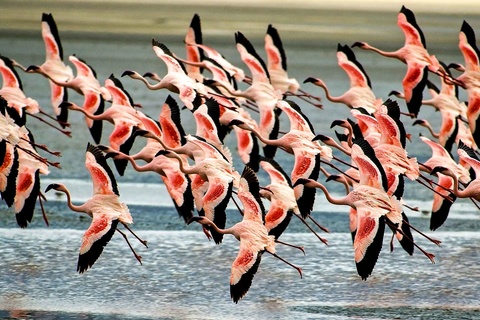 Karatu - Cratère du Ngorongoro -Serengeti