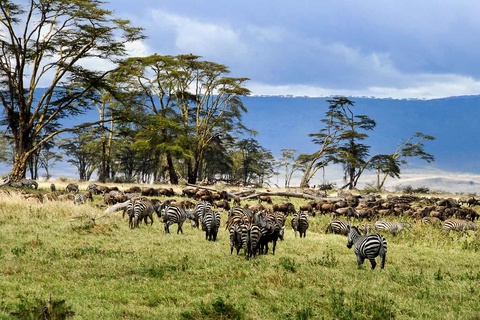 Serengeti - Ngorongoro - Karatu