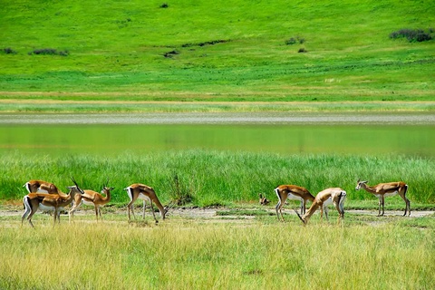 Serengeti - Ngorongoro