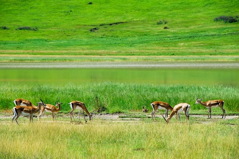 Serengeti - Ngorongoro - Karatu