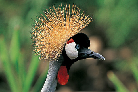 Lac Natron - Lac Manyara