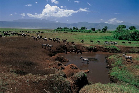 Karatu - Cratère du Ngorongoro -Serengeti