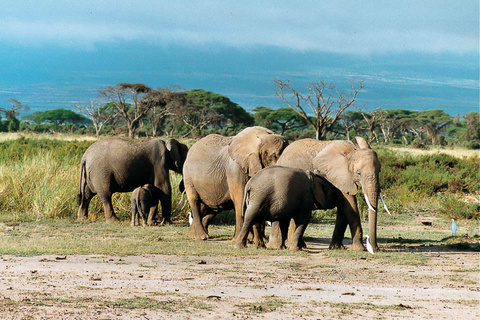 Arusha - N'Gorongoro