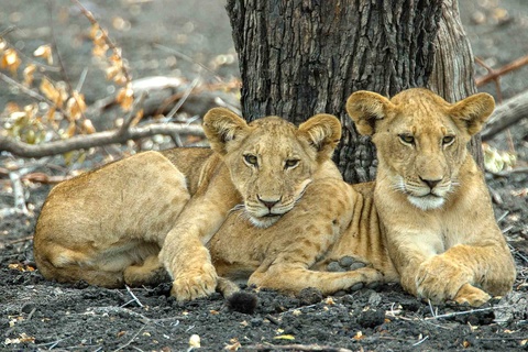 Parc de Selous