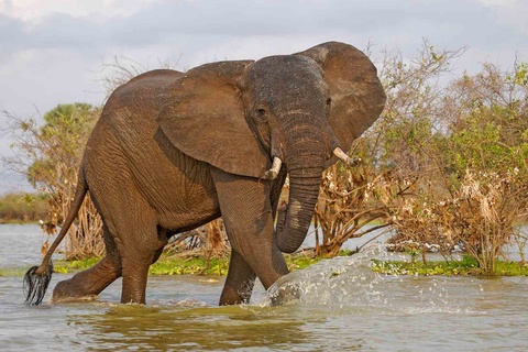 Parc de Selous