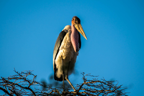 Karatu - Serengeti, région de Seronera