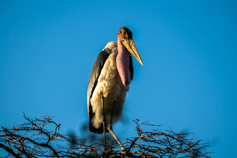 Lac Manyara - Arusha