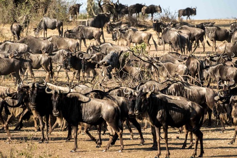 Serengeti -Région de  Seronera