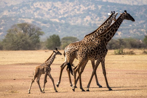 Serengeti (Région de Ndutu, Seronera ou nord)