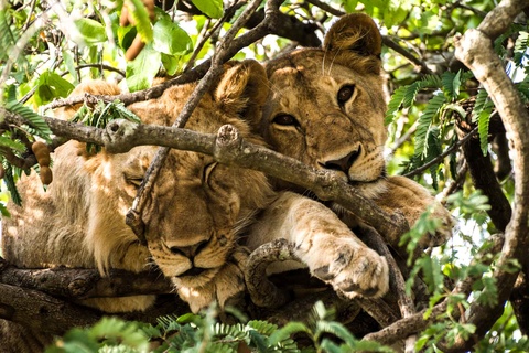 Serengeti -Région de  Seronera