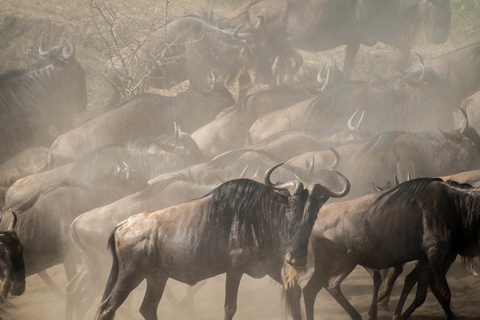 Serengeti (Région de Ndutu, Seronera ou nord)