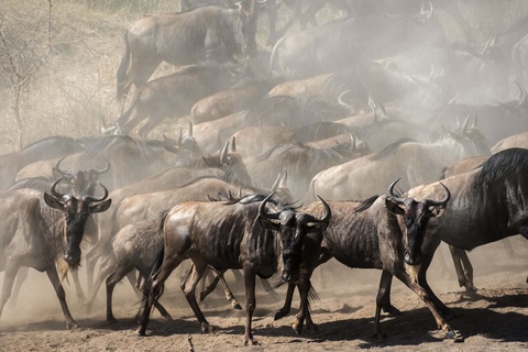 Serengeti, région de Lobo