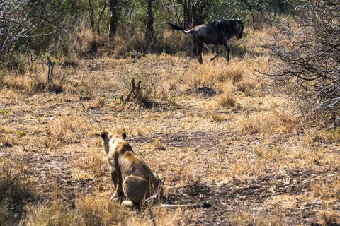 Serengeti - Région de  Seronera