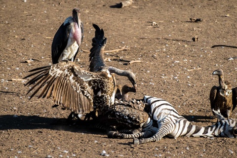 Serengeti (Région de Ndutu, Seronera ou nord)