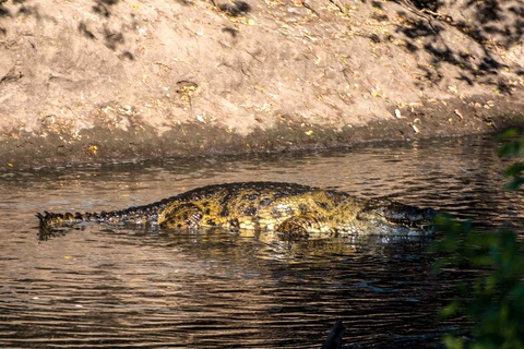Serengeti (Région de Ndutu, Seronera ou nord)