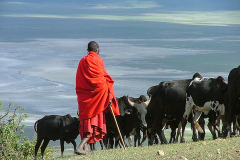 Karatu - Serengeti (Région de Ndutu, Seronera ou nord)