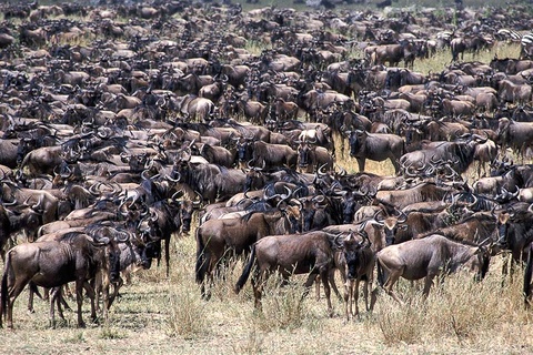 Les plaines du Serengeti - Seronera