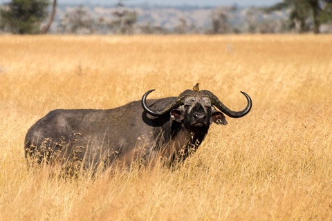 Les plaines du Serengeti - Seronera