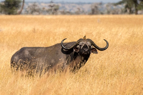 Karatu - Serengeti (Région de Ndutu, Seronera ou nord)