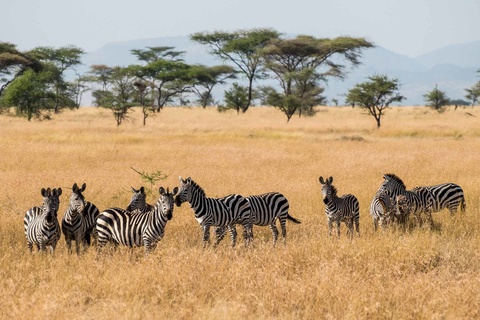 Karatu - Serengeti, région de Seronera