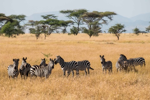 Lac Natron - Serengeti, région de Lobo