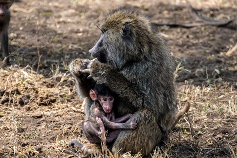 Serengeti - Manyara - Mtowembu