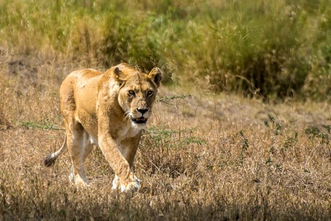 Karatu - Serengeti (Région de Ndutu, Seronera ou nord)