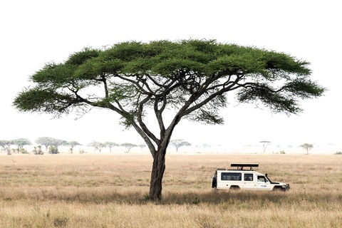 Serengeti, région de Seronera