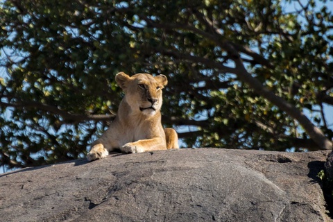 Serengeti (Région de Ndutu, Seronera ou nord)