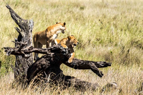 Arusha - Parc de Tarangire - Karatu