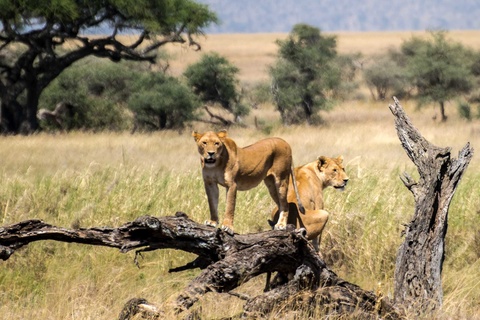 Les plaines du Serengeti - Seronera