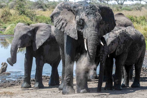 Karatu - Serengeti, région de Seronera