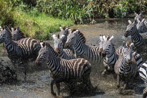 Serengeti -Région de  Seronera