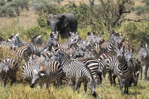 Serengeti (Région de Ndutu, Seronera ou nord)