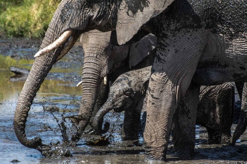 Serengeti, région de Seronera