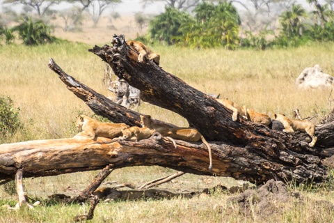 Serengeti - Manyara - Mtowembu