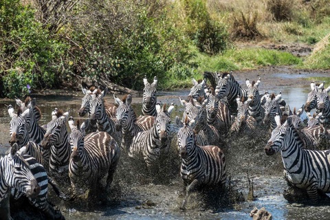 Serengeti, région de Seronera