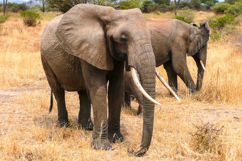 Arusha - Parc du Tarangire