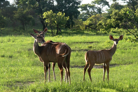 Lusaka - Parc national de Kafue